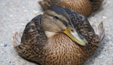 Sens Start Road Trip With 3-2 Win In Anaheim