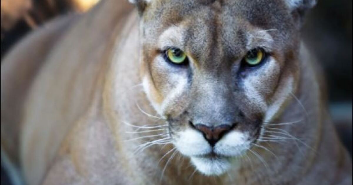 Seventeenth Florida panther killed; death reported in Glades County