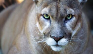 Third panther death reported in December; 9-month-old animal