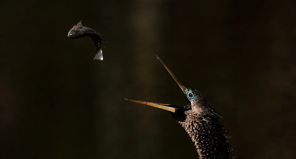 A fish is tossed in the air by a hungry anhiinga on Sanibel on Tuesday, April 1, 2025.
