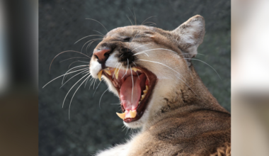 2 endangered Florida panthers killed by vehicle in Glades, Hendry counties | Glades County