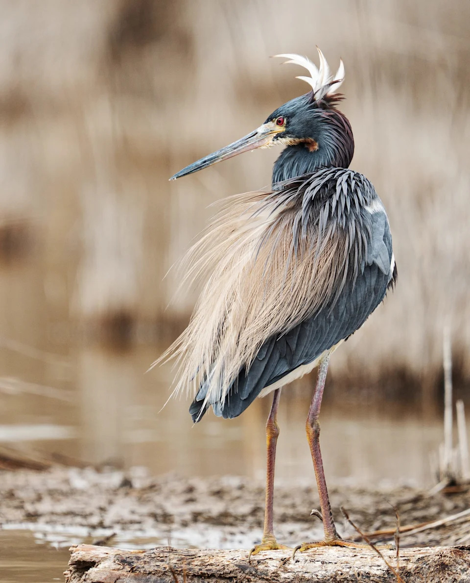 A tri colored heron preens at J.N. "Ding" Darling National Wildlife Refuge’s Bailey Tract on Sanibel on Tuesday, Feb. 25, 2025.
