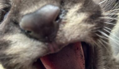 Florida panther kittens checked out by FWC. See the cutest photos