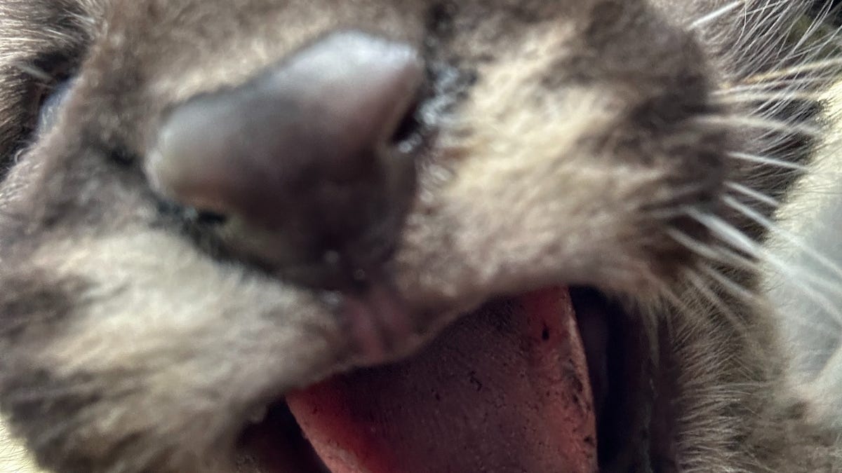 Florida panther kittens checked out by FWC. See the cutest photos