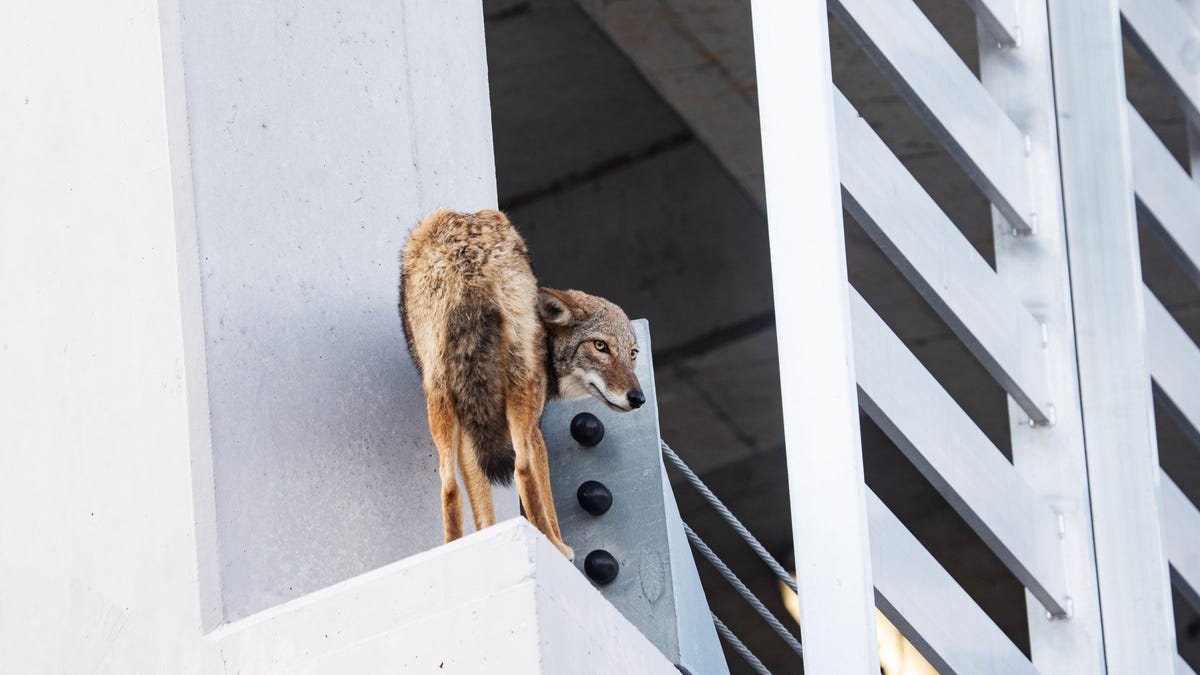 Southwest Florida's wildlife photographed in 2025 by Andrew West