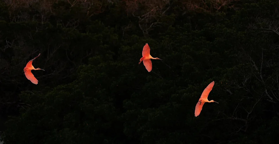 A flock of roseate spoonbills come in for a landing at New Pass between Lovers Key and Bonita Springs beach on Tuesday, Nov. 4, 2025.