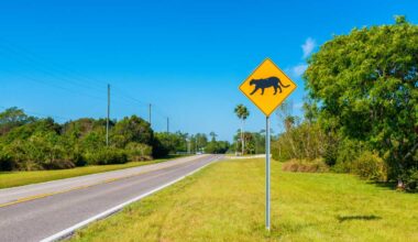 Florida panther dies after vehicle collision in Hendry County, marking 16th death of 2025, FWC says