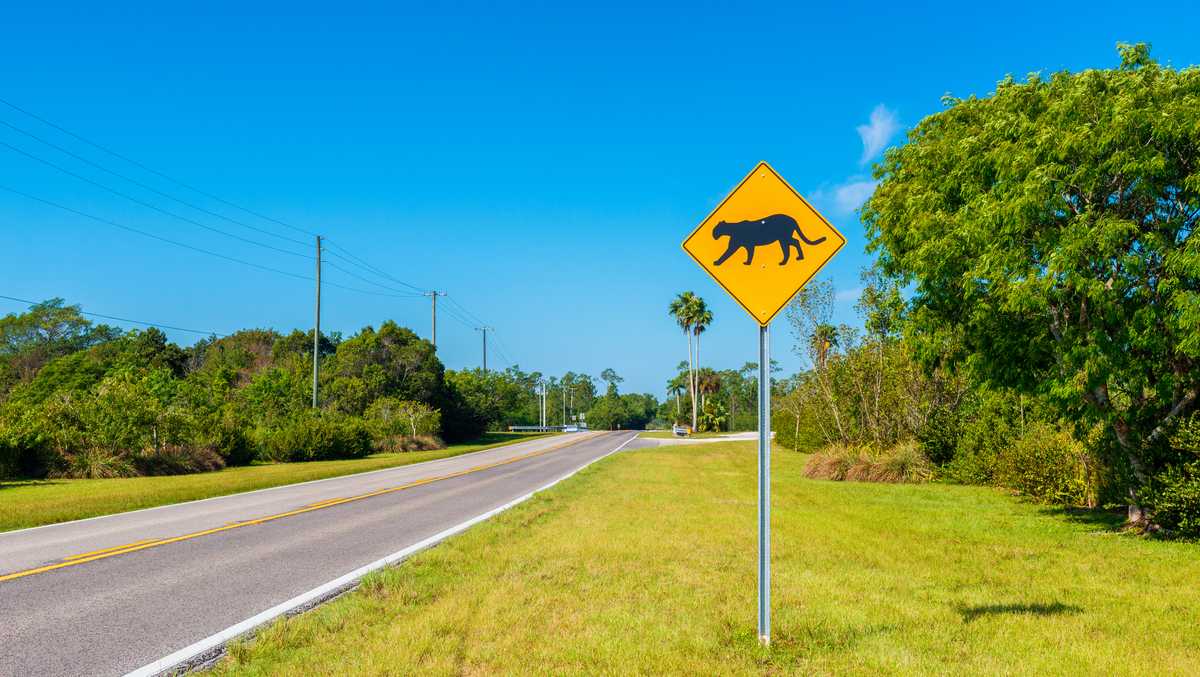 Florida panther dies after vehicle collision in Hendry County, marking 16th death of 2025, FWC says