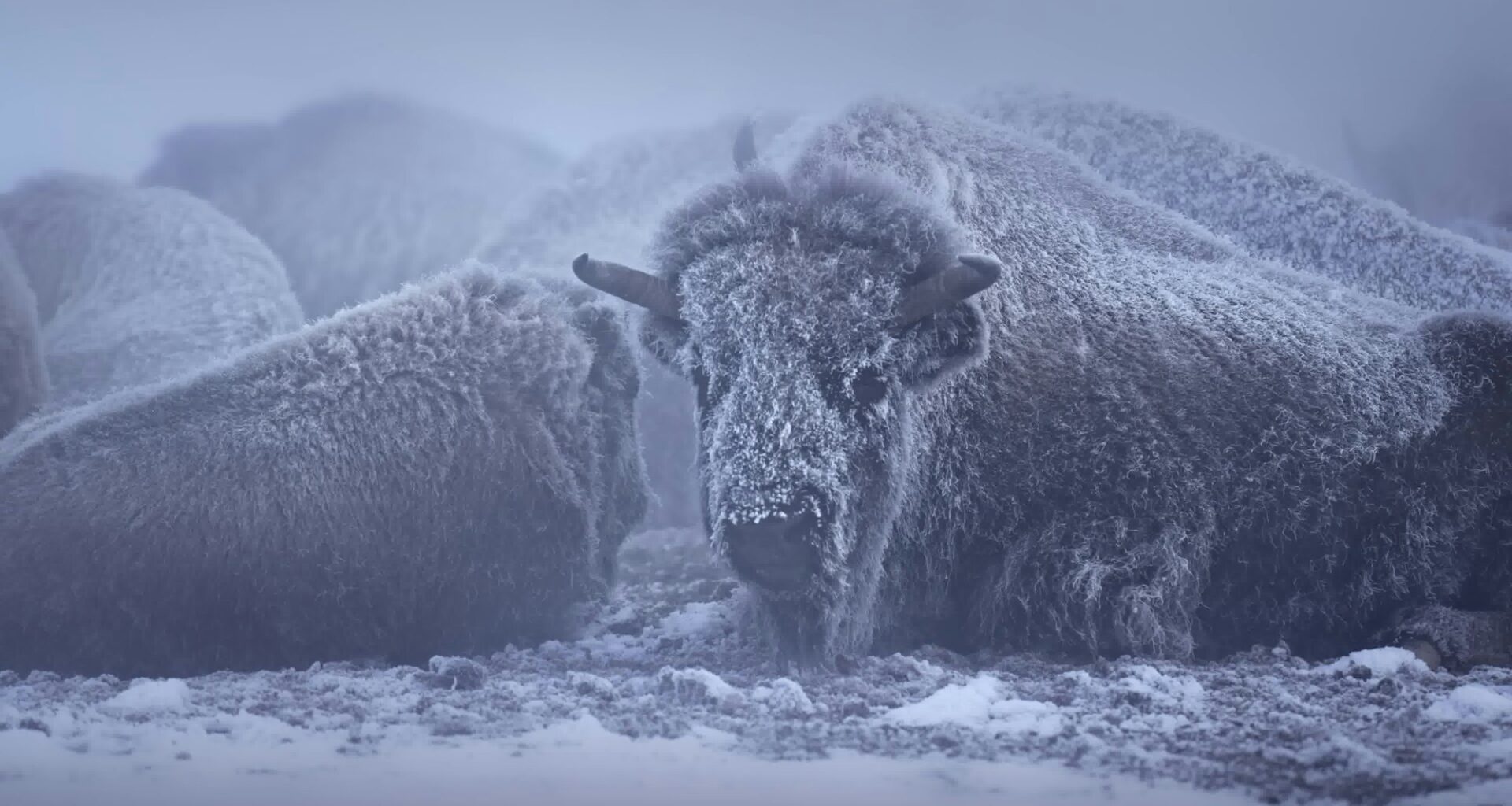 Ottawa Senators vs Buffalo Sabres