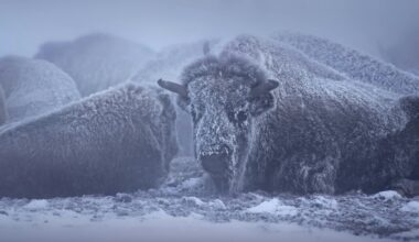 Ottawa Senators vs Buffalo Sabres