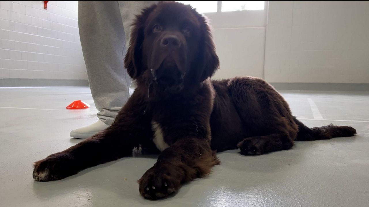 Buffalo Sabres' new dog training to be a service animal