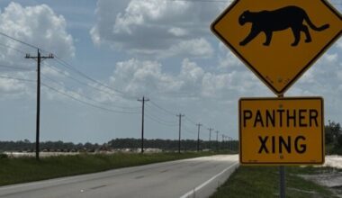 A 16th Florida panther is reported killed