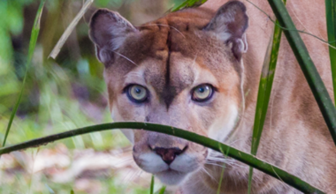 Endangered Species Act changes could endanger Florida wildlife