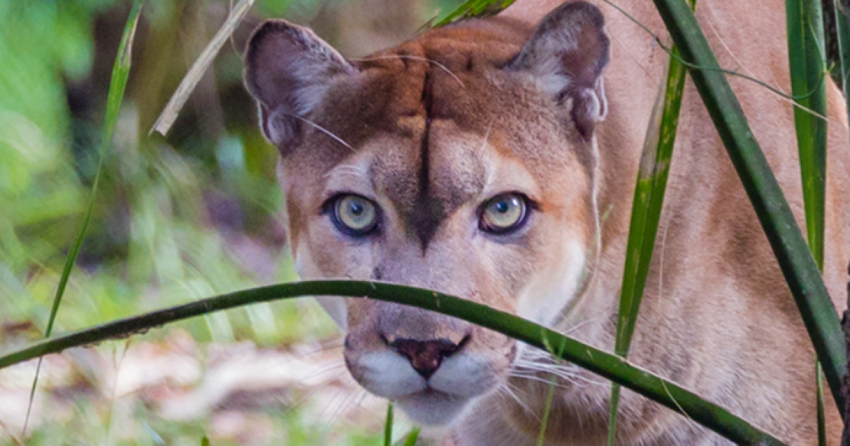 Endangered Species Act changes could endanger Florida wildlife