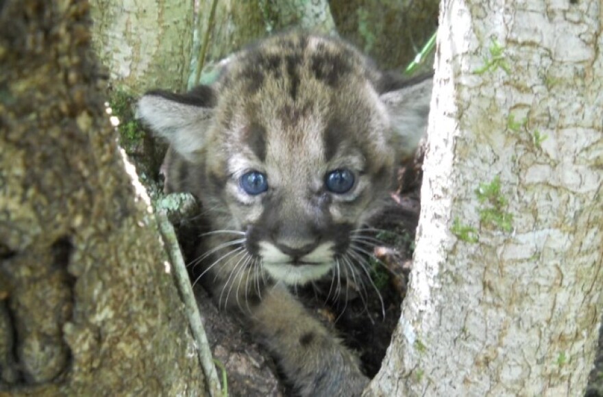 A Florida panther kitten among the trees within the Picayune Strand State Forest