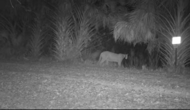 Pregnant Panther? Corkscrew Swamp Sanctuary cameras catch possibly pregnant Florida Panther | Collier County