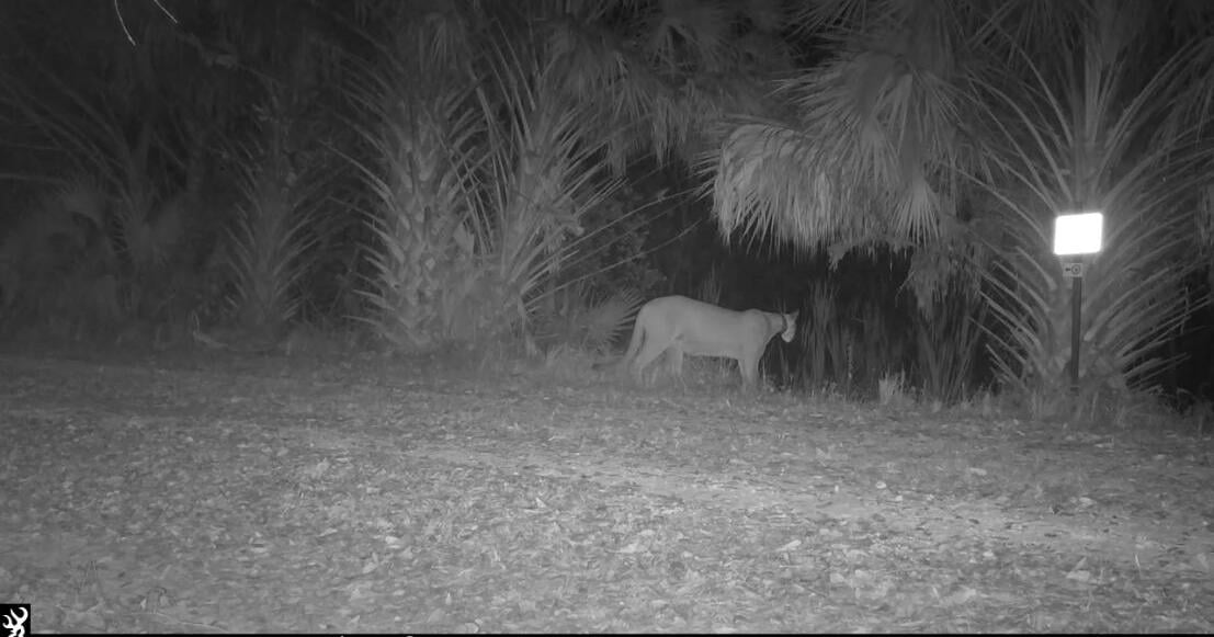 Pregnant Panther? Corkscrew Swamp Sanctuary cameras catch possibly pregnant Florida Panther | Collier County