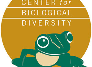 Lawsuit Launched to Protect Endangered Florida Panthers From Massive Development