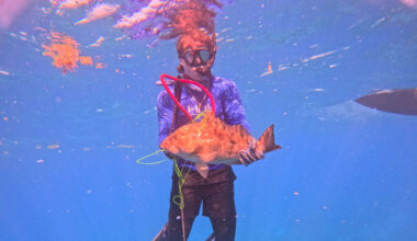 Divin' With Dew | Washington Capitals