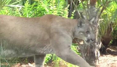 Conservation groups threaten lawsuit over Collier County development, cites risk to Florida panthers