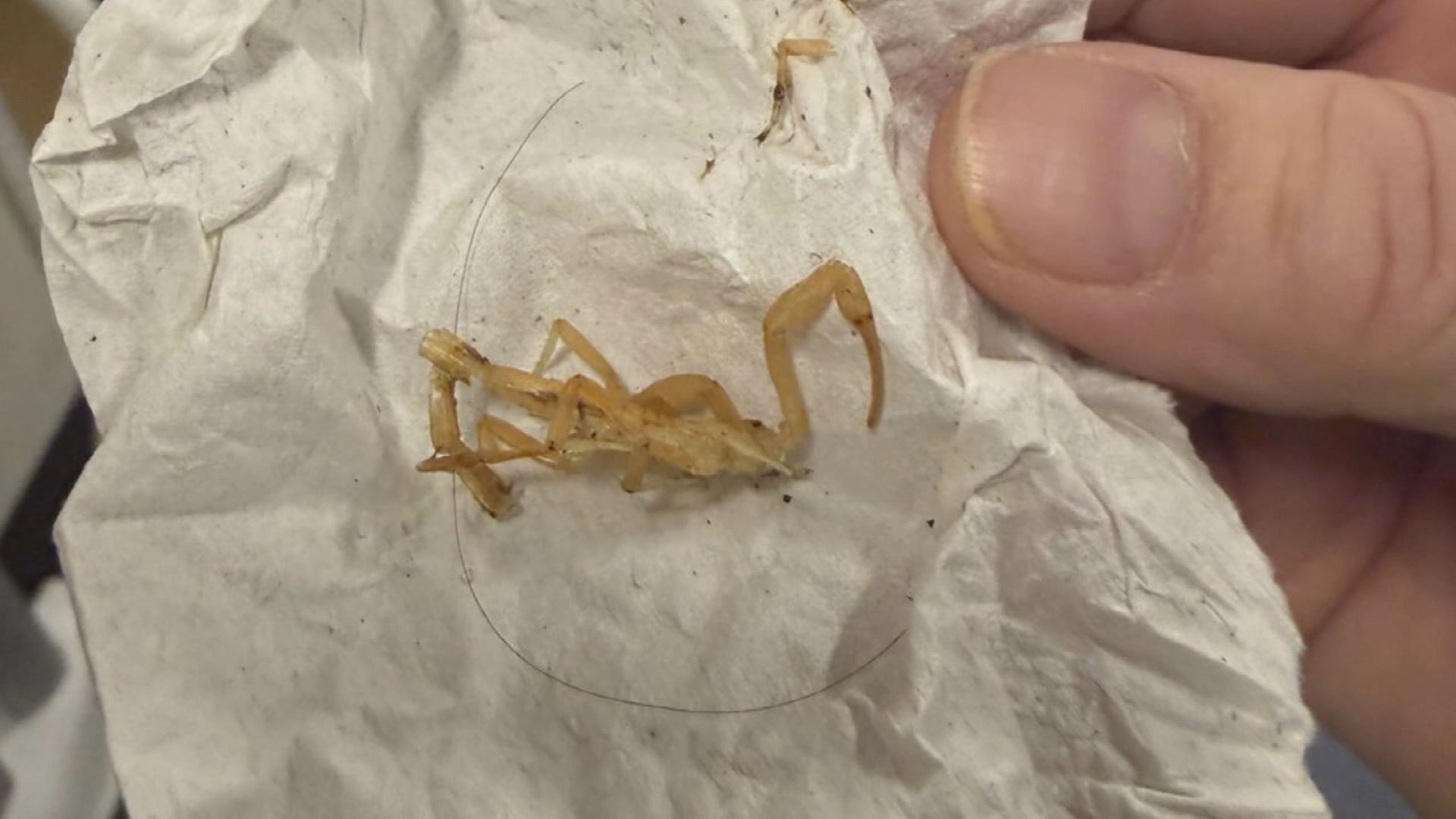 Click to play video: 'B.C. hockey player gets stung by scorpion on trip to Arizona'