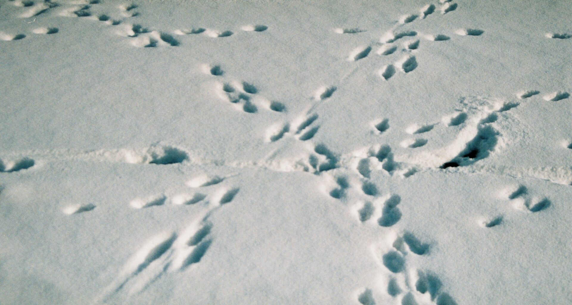 Florida Panthers vs Ottawa Senators