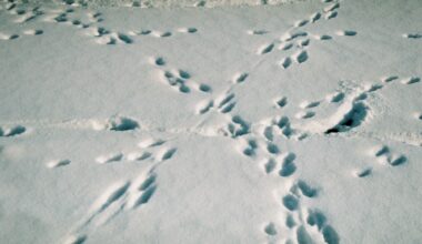 Florida Panthers vs Ottawa Senators