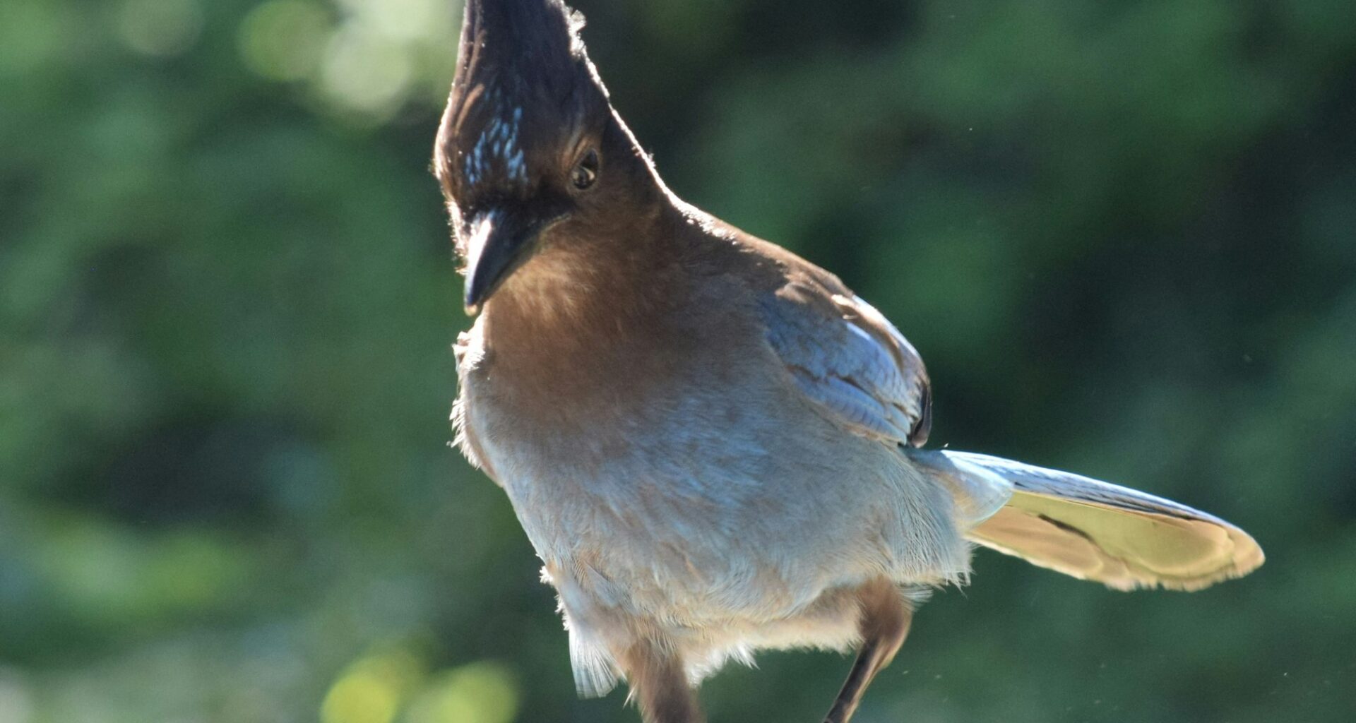 Flipping Birds, Redemption Shutouts, and Accountability