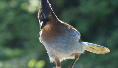 Flipping Birds, Redemption Shutouts, and Accountability