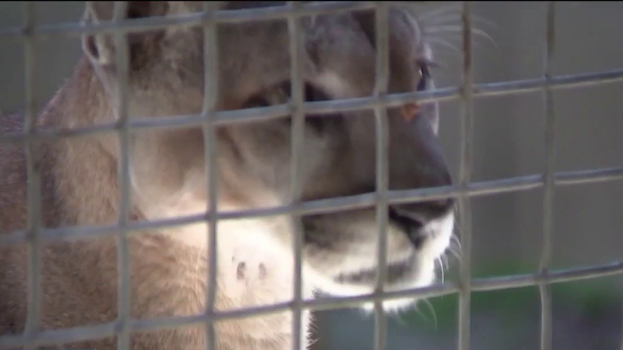 Activists file lawsuit to protect Florida Panthers