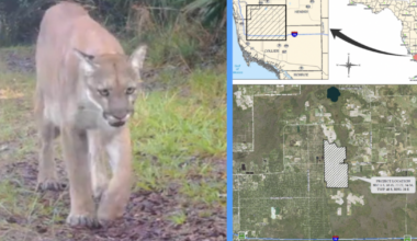 Groups prepare to sue over Collier County development near panther habitat