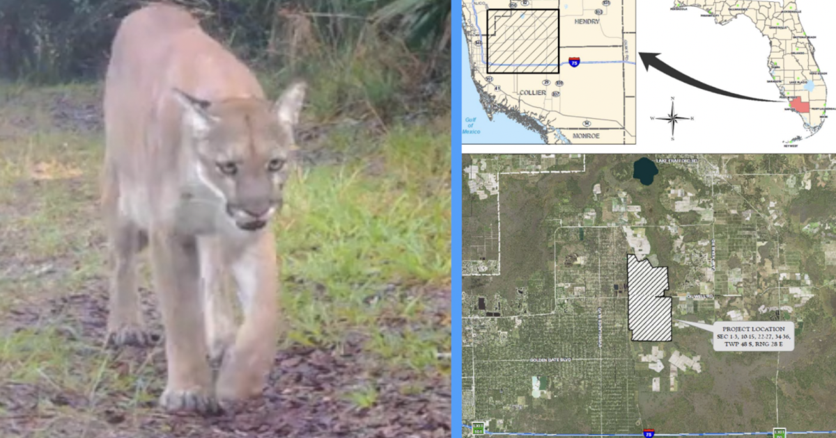 Groups prepare to sue over Collier County development near panther habitat