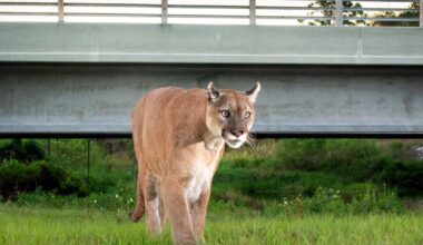 Florida panther dies at ZooTampa while treated for injuries