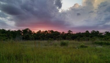 Lawsuit launched to protect endangered Florida panthers from massive Collier development