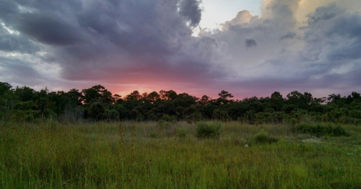 Lawsuit launched to protect endangered Florida panthers from massive Collier development