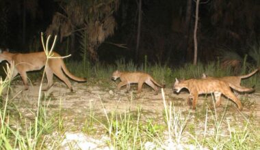 FWC reports second 2026 panther death by vehicle in Collier County