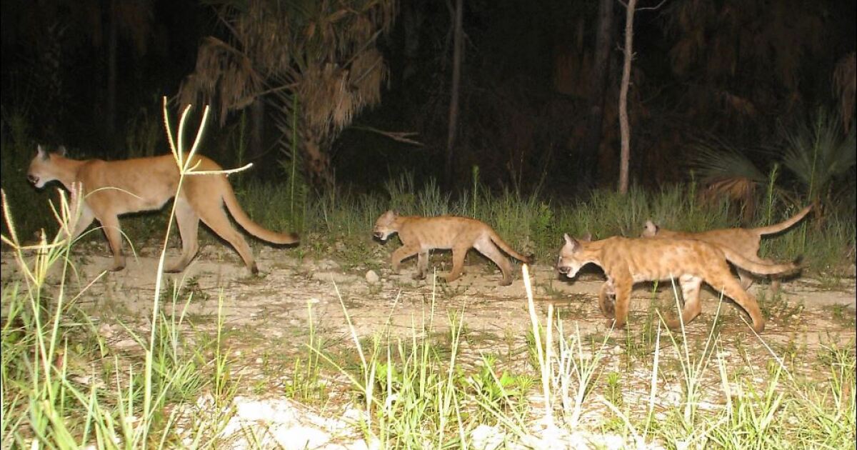 FWC reports second 2026 panther death by vehicle in Collier County