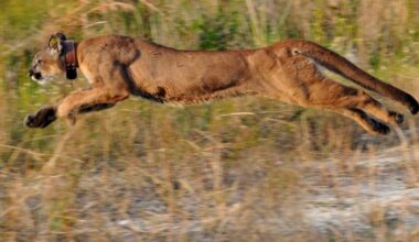 Florida panthers run free on the first tract of land completed during massive Everglades Restoration