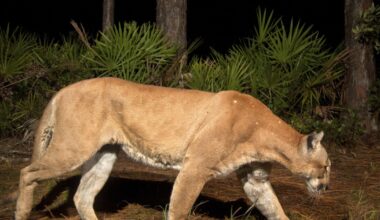 Third Florida panther death reported in 2026; suspected vehicle strike in Polk County