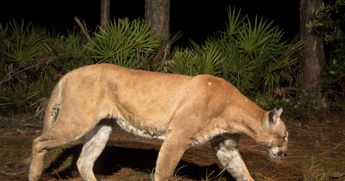 Third Florida panther death reported in 2026; suspected vehicle strike in Polk County