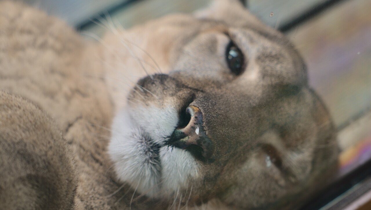 Lucy a Florida panther at Zoo Tampa.