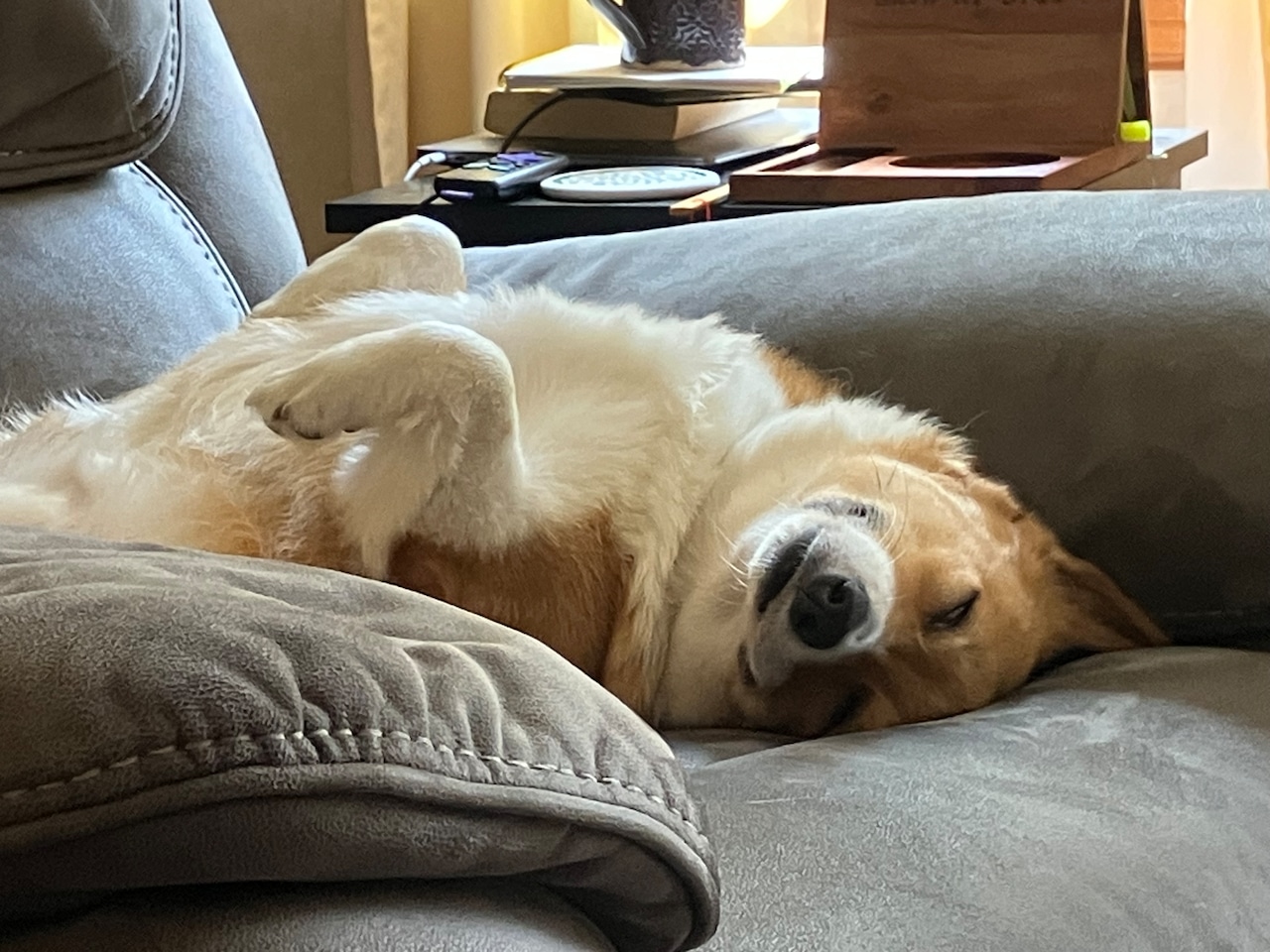 Happy National Love Your Pet Day