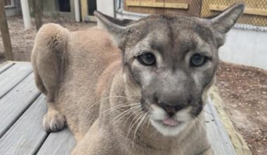 ZooTampa says goodbye to Lucy, the Florida Panther