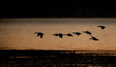 Wild Haven - A Tribute To Two Lost Sons In Minnesota