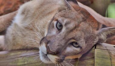 Florida Panther Lucy dies after cancer fight