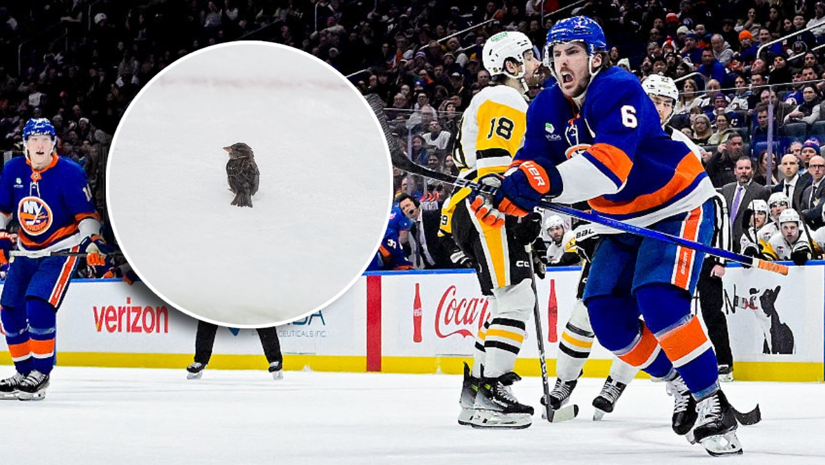 Rogue Bird Crashes Islanders-Penguins Game, Leads To Isles Goal Shortly After