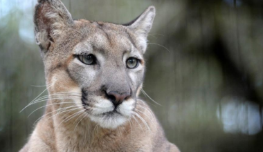 Florida panther, Lucy, has died: ZooTampa officials