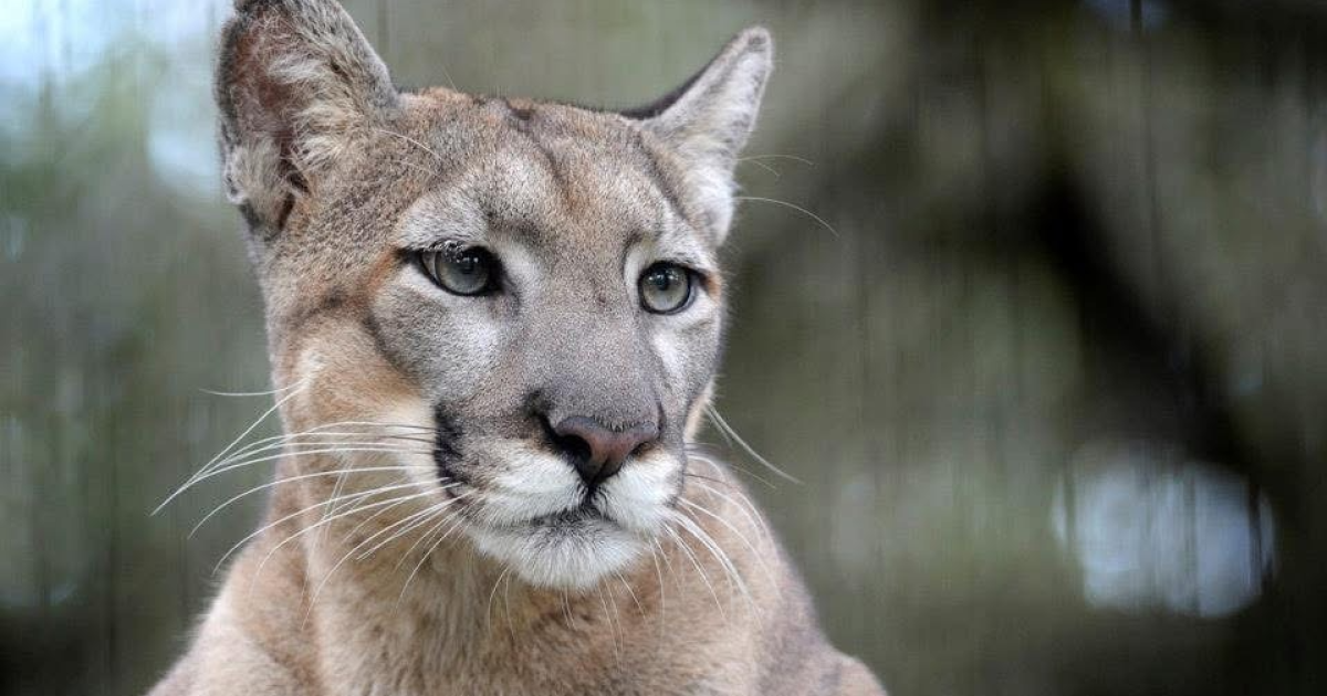 Florida panther, Lucy, has died: ZooTampa officials
