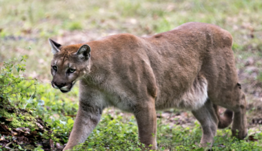 Florida panther threatened by development, rising seas | Florida