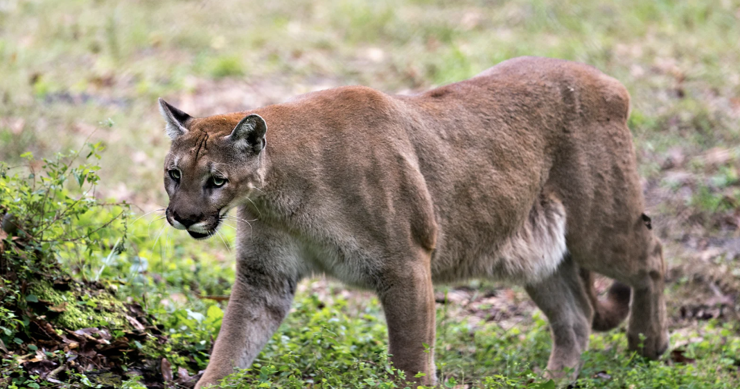 Florida panther threatened by development, rising seas | Florida